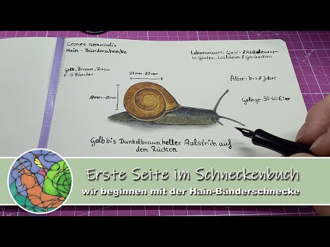 Die erste Seite im Schneckenbuch | Wir beginnen mit der Hain-Bänderschnecke