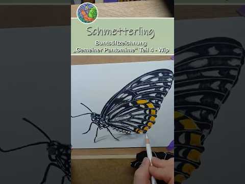 Schmetterling „Gemeiner Pantomime“ Buntstiftzeichnung - WIP Teil 4 #drawing #art #colorpencil