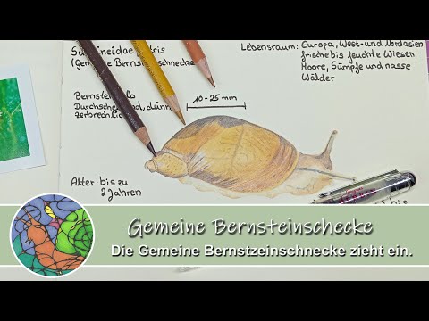 Die Gemeine Bernsteinschnecke bekommt ihren Platz im Schneckenbuch 🐌 | Mels Schneckenbuch