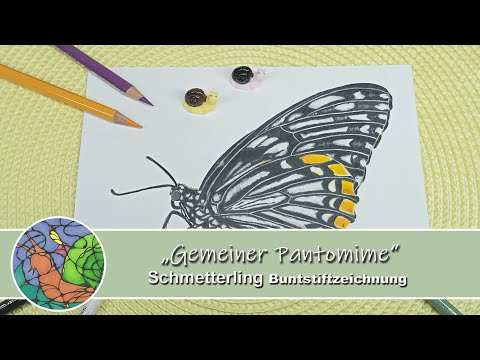Schmetterling „Gemeiner Pantomime“ BUNTSTIFTEN gezeichnet | Timelapse
