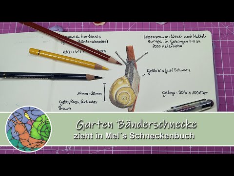 Die Garten Bänderschnecke zieht ins Buch | Mels Schneckenbuch