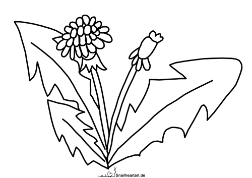 Löwenzahn Malvorlage zum Ausmalen