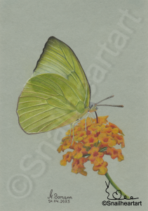 Zitronenfalter auf einer Blüte, gezeichnet mit Buntstiften.