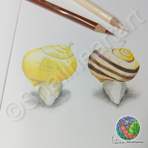 Buntstiftskizze Bänderschnecken Schneckenskizze