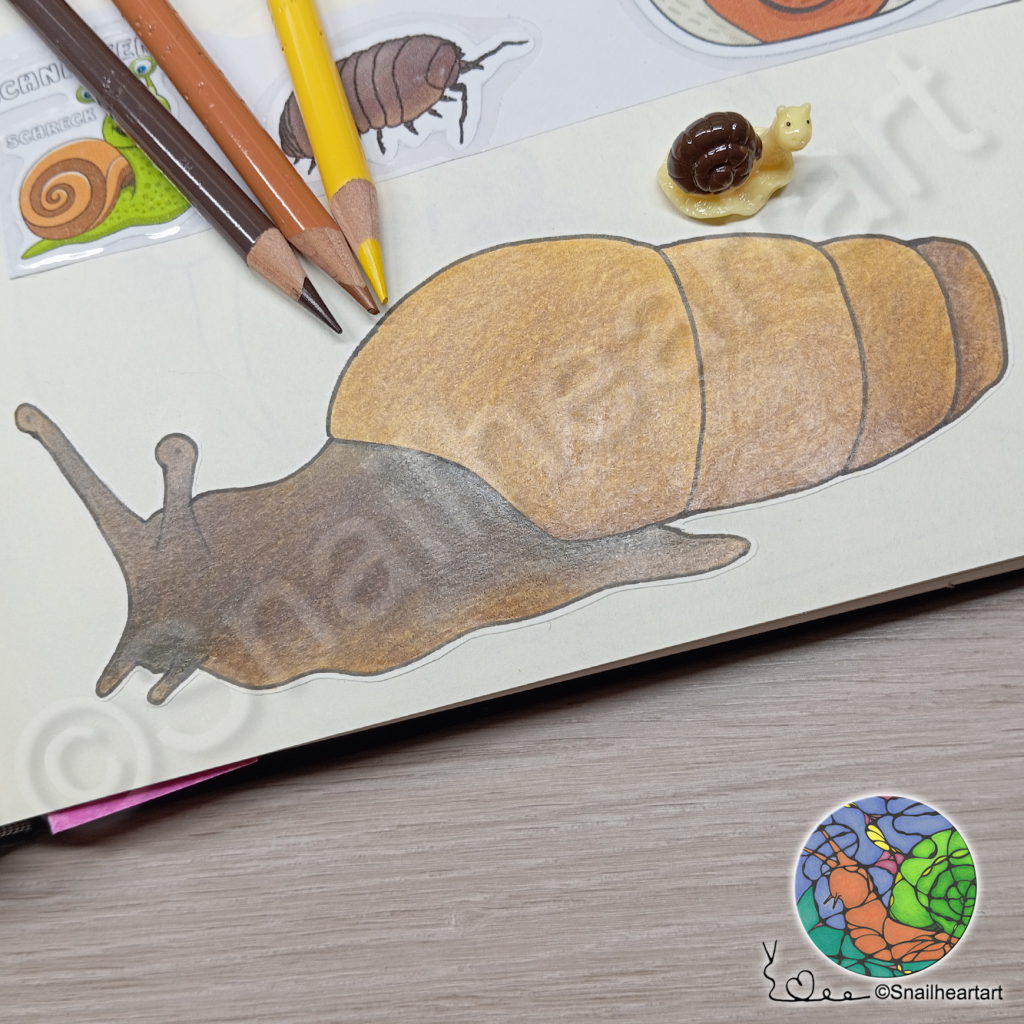 Stumpfschnecke Ausgemalt mit Buntstiften