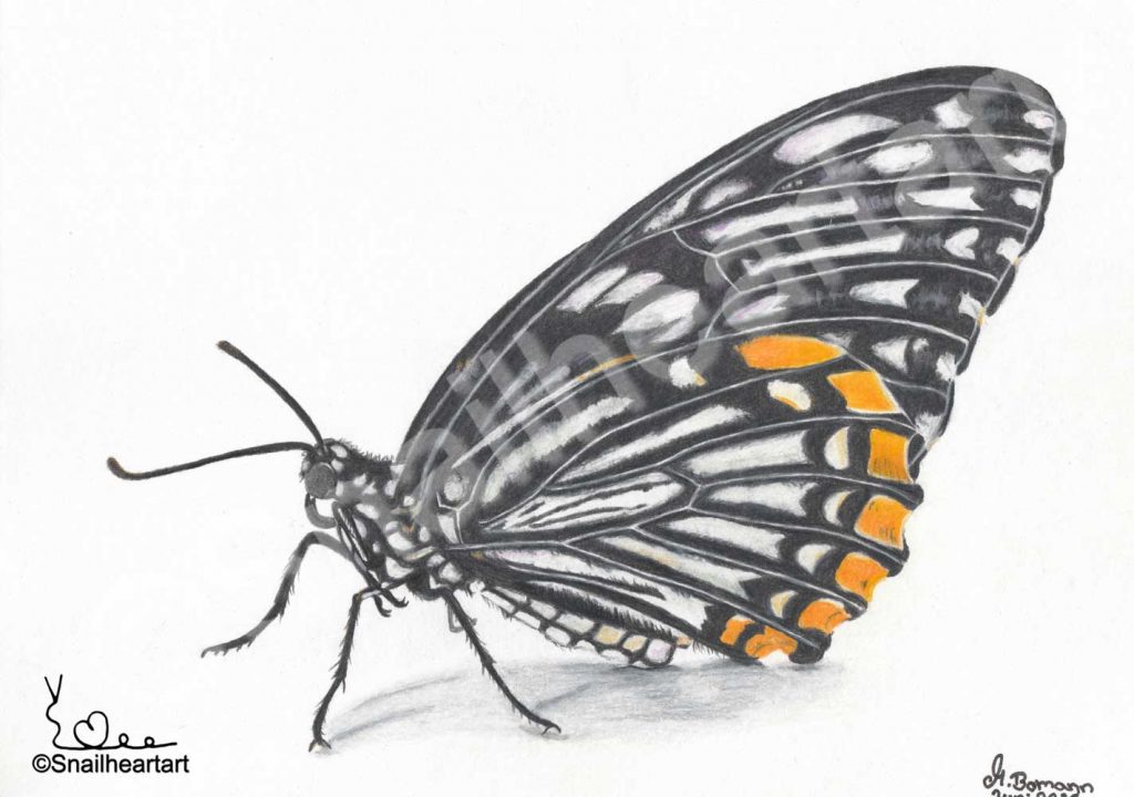 Buntstiftzeichnung Schmetterling Gemeiner Pantomime