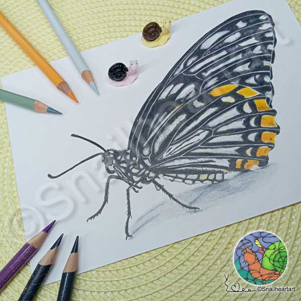 Buntstiftzeichnung Schmetterling „Gemeiner Pantomime“