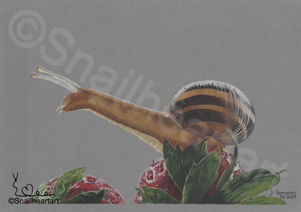 Schnecke auf Erdbeeren