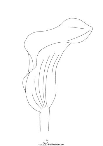 Calla Lilie Vorlage zum ausmalen