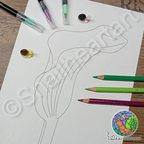 Calla-Lilie – zum drucken und ausmalen