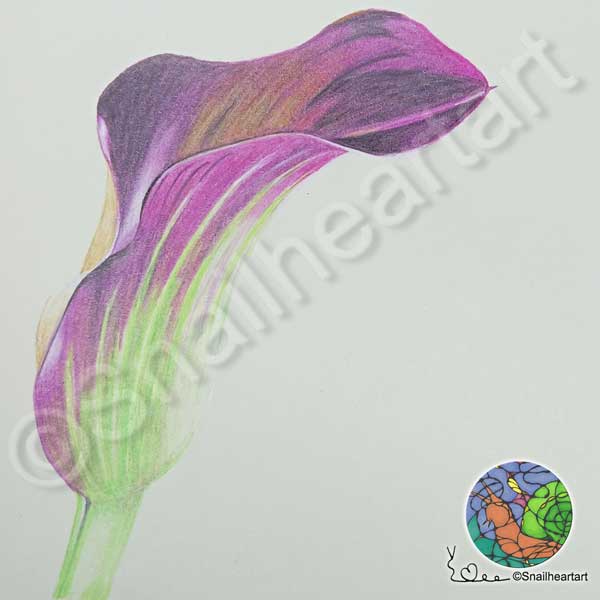 Calla-Lilie zeichnen