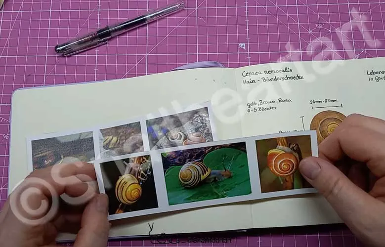 Fotos fürs Schneckenbuch