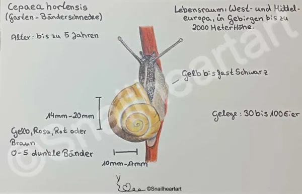 Garten Bänderschnecke Schneckenbuch