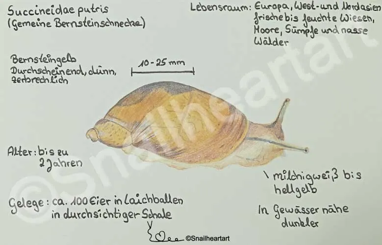 Gemeine Bernsteinschnecke Mels Schneckenbuch