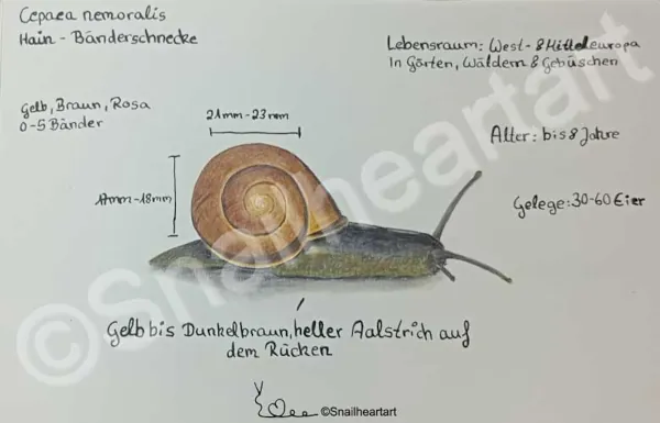 Hain Bänderschnecke Schneckenbuch