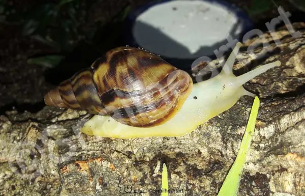 Jungtier Lissachatina reticulata Schneckenbuch
