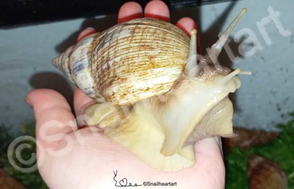 Lissachatina Reticulata Schneckenbuch