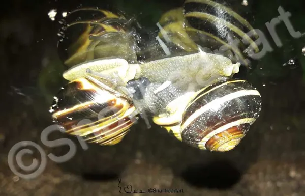 Paarung Bänderschnecke Schneckenbuch