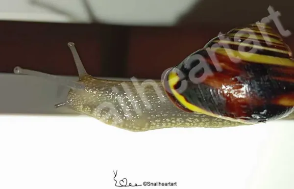 cepaea nemoralis Hain Bänderschnecke Schneckenbuch